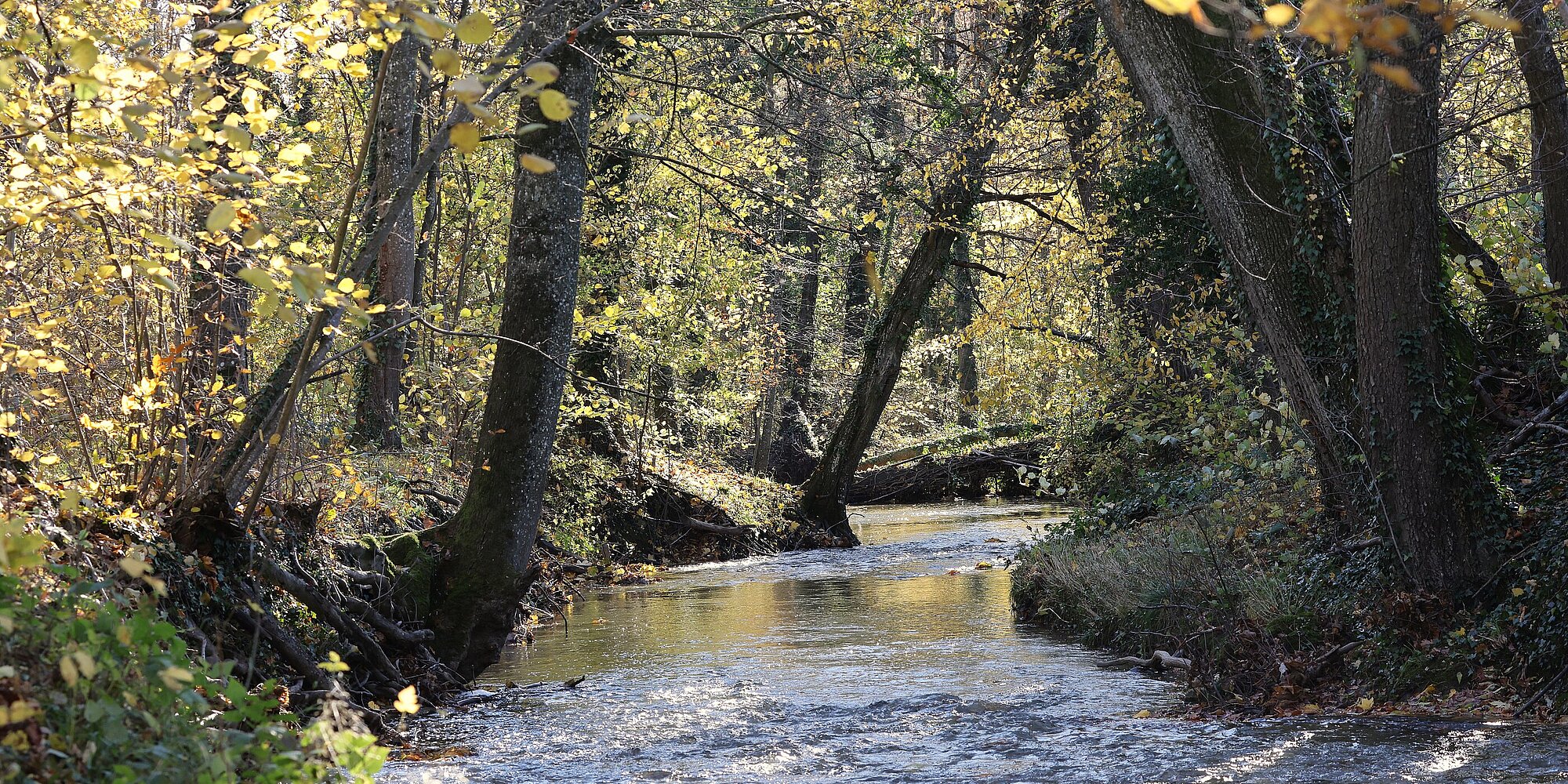 Bacté-rivières: Quand E. coli s'invite sous la surface des flots
