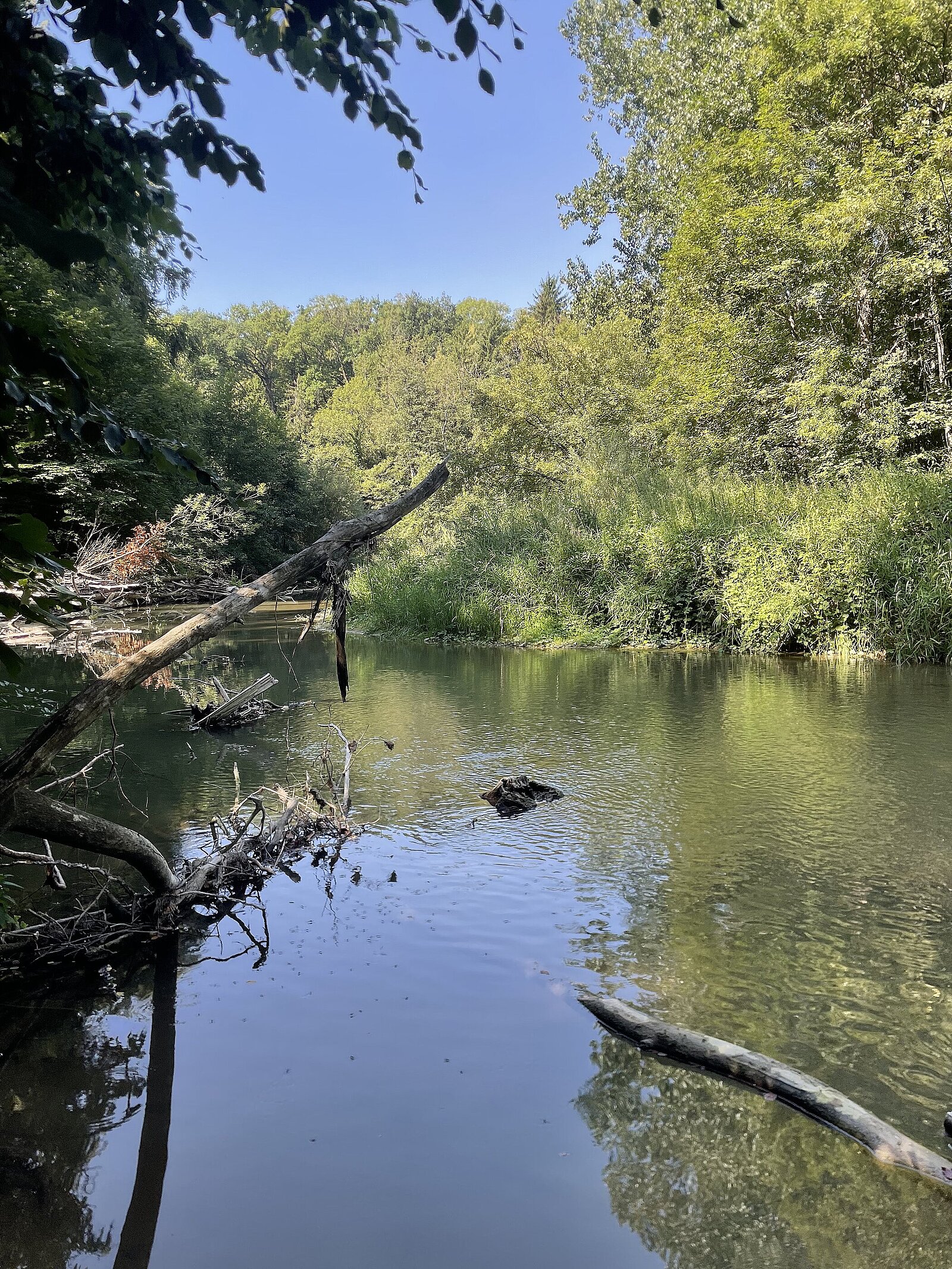 La Venoge par une belle matinée d’été. © Réseau Romand Science et Cité La Venoge par une belle matinée d’été. © Réseau Romand Science et Cité